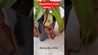 Feeding my Nepenthes an Earthworm amp Caterpillar🐛 nepenthesplant pitcherplants carnivorousplants [upl. by Gavrielle]