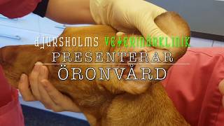 Öronvård  lär dig göra rent din hund eller katts öron  Djursholms Veterinärklinik [upl. by Nnahoj]