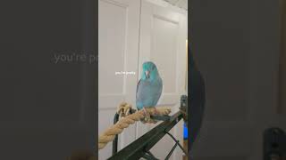 Talking Parrot  Youre My Best Friend  Singing Parrotlet [upl. by Lihkin428]