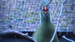 white cheeked turaco singing [upl. by Korb]