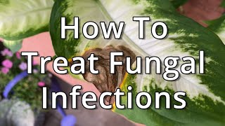 How To Treat Fungal Infections On Houseplants [upl. by Ecnav]