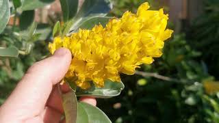 Argyrocytisus battandieri  Pineapple Broom one of the most fragrant plants of my UK garden USDA 8 [upl. by Leontyne]