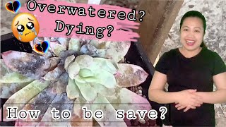 How To Revive a Dying Succulents [upl. by Nitza]