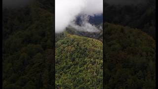 Foggy Carpathian Mountains carpathians ukraine карпати nature carpathianmountains [upl. by Jackie246]