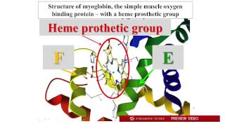 Biochemistry Hemoglobin Myoglobin tutorial [upl. by Thomasa]