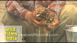 Man extracting honey from honeycomb [upl. by Lowndes501]