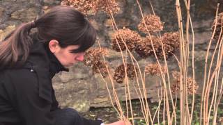 Gartentipp Frühjahrsschnitt der Schneeballhortensie Annabelle [upl. by Wolcott]