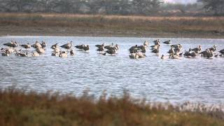 Barheaded Goose  Video3 [upl. by Cheri]