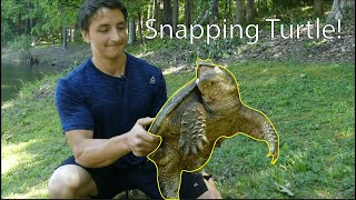 Snapping Turtles Everything You Need To Know [upl. by Croner]