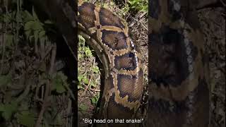 quotBig head on that snakequot snake bigpython reptiles [upl. by Ahsikyt]