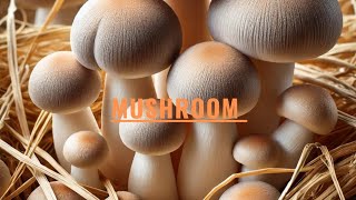 পোয়াল মাশরুমpaddy straw mushroom 🍄volvariella Volvacea  একটি জনপ্রিয় এবং পুষ্টিকর খাদ্য। [upl. by Hernando66]