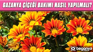 Gazanya Çiçeği Bakımı Nasıl Yapılmalı [upl. by Tnerual]