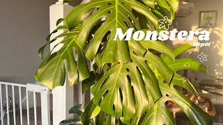 Monstera Deliciosa Repot [upl. by Nalahs539]