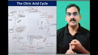 The Citric Acid Cycle Part III  Production of NADH and FADH2 [upl. by Ellebana]