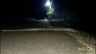 ದೇವರಾಯನ ದುರ್ಗ  devarayanadurga forest  snake [upl. by Joey]