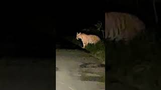 Srisailam forest latest video  tiger spoted at nallamala forest Ismart Jayam [upl. by Aiekram422]