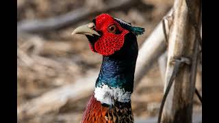 The Sounds of the Ringnecked Pheasant [upl. by Fotina]