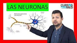 CLASIFICACIÓN DE LAS NEURONAS explicado FÁCIL ✅ [upl. by Farleigh]