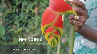 Heliconia  Simple propagation through division of its Rhizome and Plant Care tips [upl. by Naeloj]