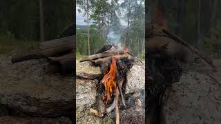 Blueberry pie in the outstanding Nature cooking outdoorcooking carp food fishing outdoors [upl. by Manly]