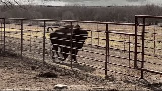 Close Call Cutting Bison [upl. by Lasser]