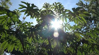 An Amazing Tetrapanax Garden Giant [upl. by Htes]