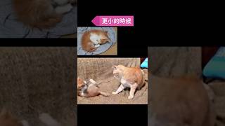 小時候的豆子🐱頑皮貓咪 可愛動物 [upl. by Onihc]