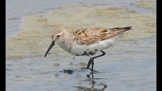 Dunlin 黑腹濱鷸 [upl. by Joya154]