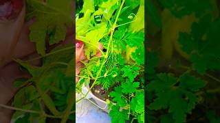 Vegetables at home food organic farmingyoutubeshorts shortsviral [upl. by Ainafetse]