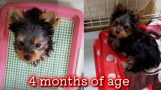 【Yorkshire Terrier Lan】4 months old photos and videos of Lan [upl. by Akela]