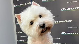 Unleashing Your Westies Beauty  A Guide to Pet Grooming [upl. by Notnarb]