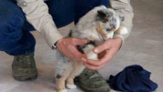 Toy Australian Shepherd pups for sale born 4232014 [upl. by Johan]