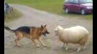 Dog VS Sheep [upl. by Airetal]