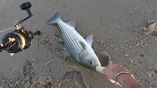 Vacation Blitz Epic Striped Bass Fishing on Cape Cod [upl. by Onstad630]