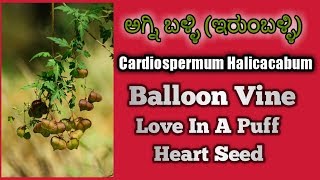 ಅಗ್ನಿ ಬಳ್ಳಿ Cardiospermum Halicacabum Balloon Vine Heart Seed [upl. by Sielen]