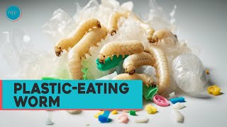 How PlasticEating Worms Could Impact Plastic Degradation in the Future viral plastic mealworms [upl. by Aivart]