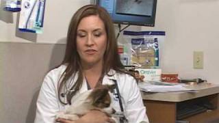 Dog Health Treatment amp Advice  Removing a Tick From a Pet [upl. by Tonie623]