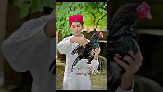 Aseel lover please YouTube channel subscribeshok Asela da birds love viralshorts viralvideo [upl. by Enyehc]