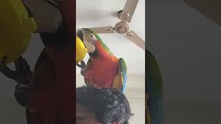 గారాబం తో నెత్తికెక్కిన బబుల్  Bubble is impossible parrot macawsworld birdfeeder [upl. by Brina]