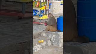 Dekho bandar se khane ki cheej kaise legalove shorts comedy funnyvideo monkey monkeyvideo [upl. by Gonnella]