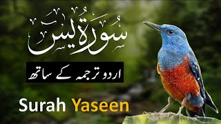 Surah Yasin  Yaseen  with Urdu Translation  Quran Tilawat Beautiful Voice  Hindi Tarjuma 109 [upl. by Eppesiug]