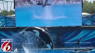 Killer whale bites SeaWorld Orlando trainer breaking several bones [upl. by Leuqram]