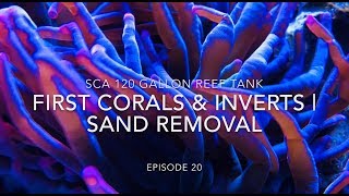 SCA 120 Gallon Reef Tank  Ep20 First Corals amp Inverts  SAND REMOVAL [upl. by Ecidnacal]