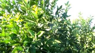 Citrus Moro Blood Orange Tree 36quot boxmov [upl. by Nryhtak]