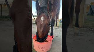 I love itsthehorsesforme equestrainlife [upl. by Jerz]