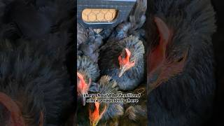 What Does A Broody Chicken Mean [upl. by Gorga]