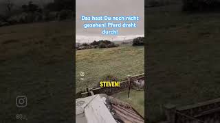 Pferd spielt totpferdreitenkoppellustigevideostieretiervideoskatzenvideospferde [upl. by Annoet]