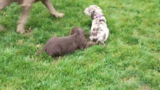 Labradoodle Puppies For Sale [upl. by Nrol]