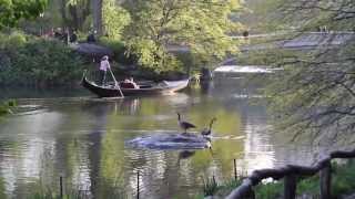 Canadian Geese Central Park NYC [upl. by Barta]