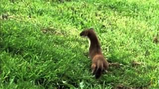 Weasel War Dance [upl. by Tiras]